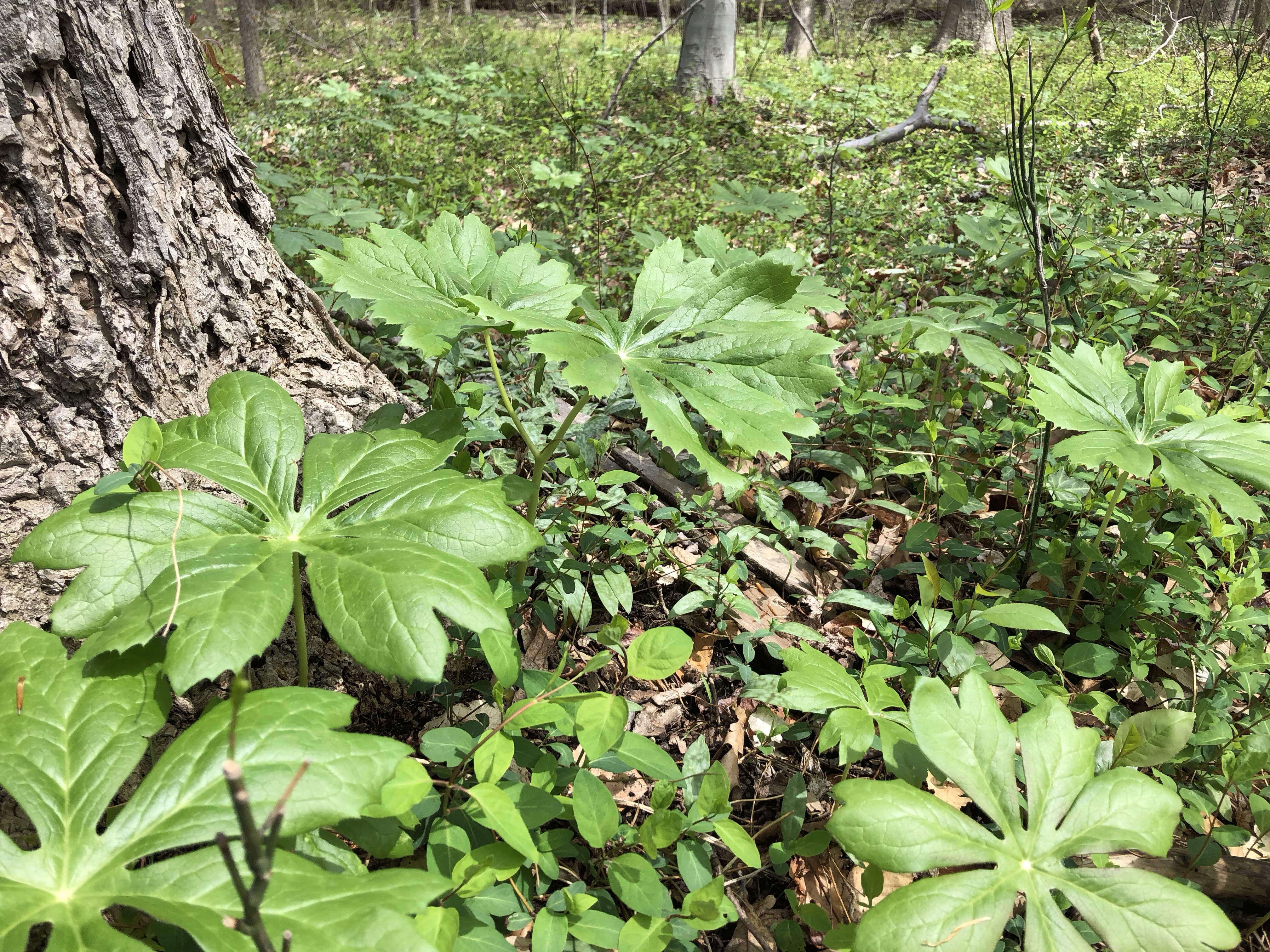 close-up of mayapple plants
