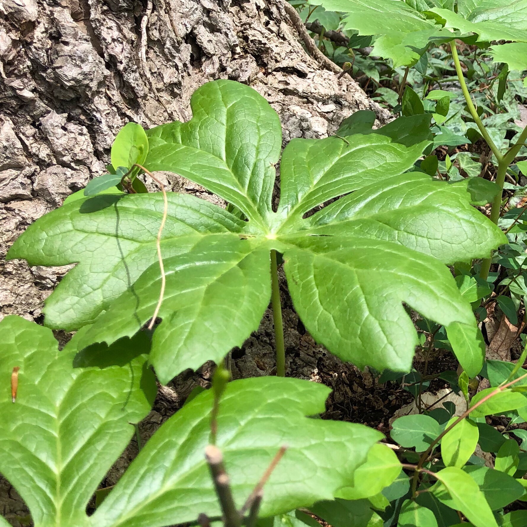 mayapple leaf