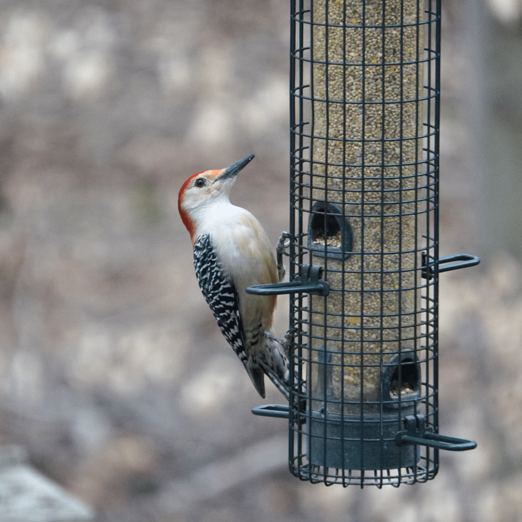Red-Bellied Woodpecker on a bird-feeder