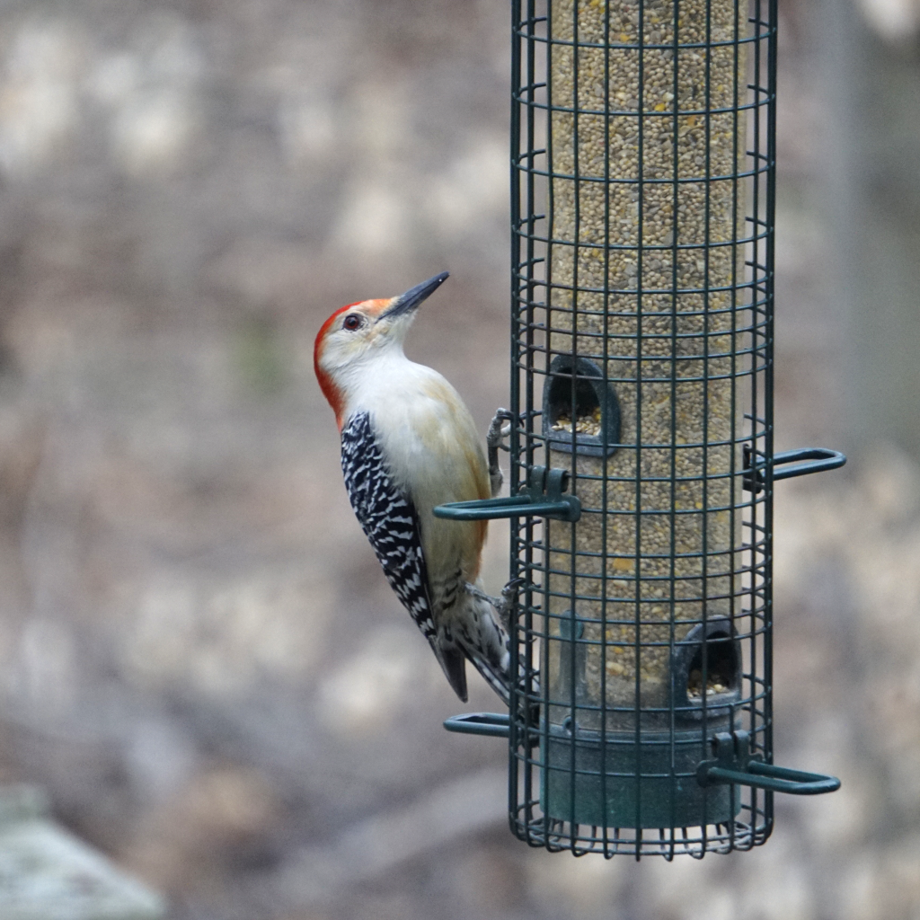 Red-Bellied Woodpecker on a bird-feeder