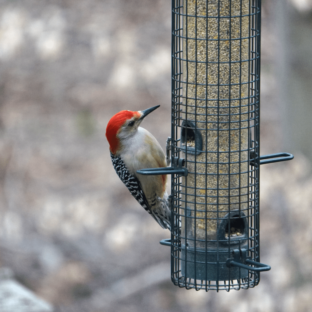 Red-Bellied Woodpecker on a bird-feeder